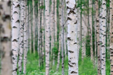 Kuva Koivumets Koivu Koivuja Koivut Mets Istutettu Talousmets