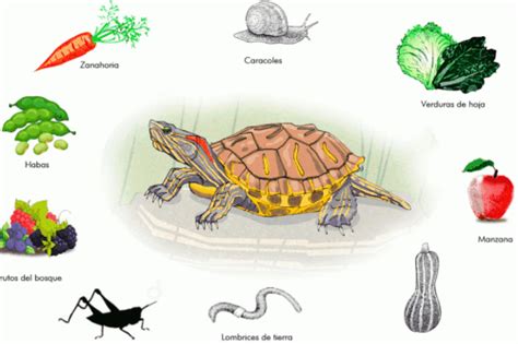 Todo Lo Que Necesitas Saber Sobre La Alimentaci N De La Tortuga