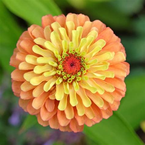 Zinnia Elegans Queeny Lime Orange Vari T Fleurs Orange Et Vert