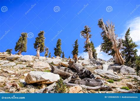 Juniper Trees Growing At High Altitude Stock Image Image Of Growth