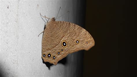 Significado De La Mariposa Marr N Qu Simbolizan