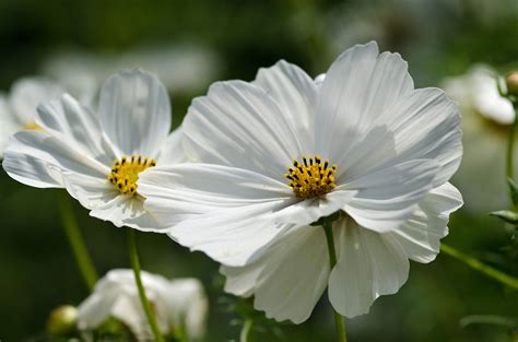 White Cosmos Flower Photography Garden Flowers Photography Dream