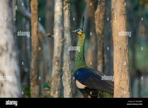 Green peafowl hi-res stock photography and images - Alamy