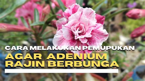 Cara Melakukan Pemupukan Pada Adenium Agar Rajin Berbunga Youtube