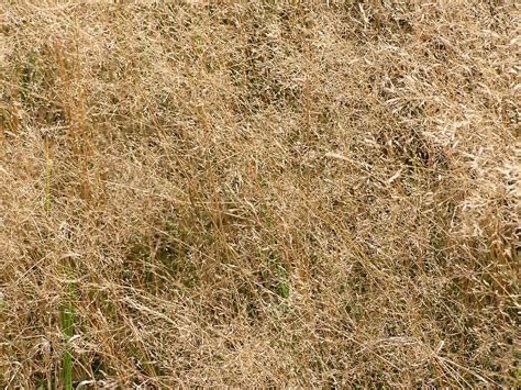 Dry Grass Texture Seamless