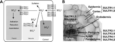 2 Sulfate Transport In Plant Cell And Roots Distribution Of Sulfate