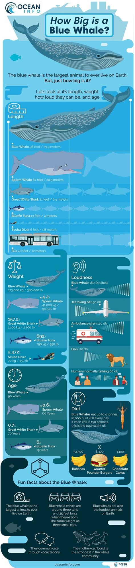 Blue Whale Size Comparison | Blue whale size, Blue whale size ...