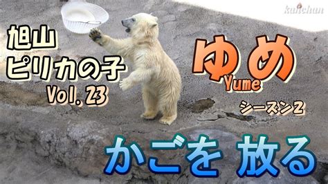 かごを放る ピリカの子ゆめ Vol 23シーズン2 A polar bear cub Yume 0year 8months