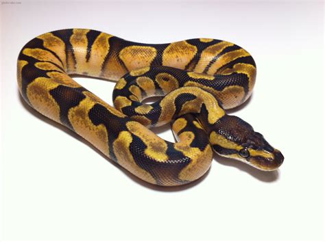 عکس مار پیتون توپی Sugar Pastel Ball Python Quick