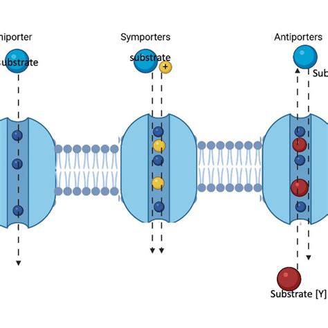 Schematic Representation Of The Three Types Of Slc Transporters