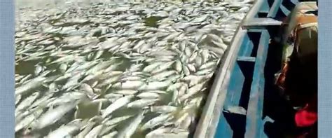 SECA Vídeo mostra milhares de peixes mortos em rio no Amazonas