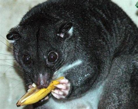 Cuscus (Phalanger Maculatus) - Animales - Zooz Wiki