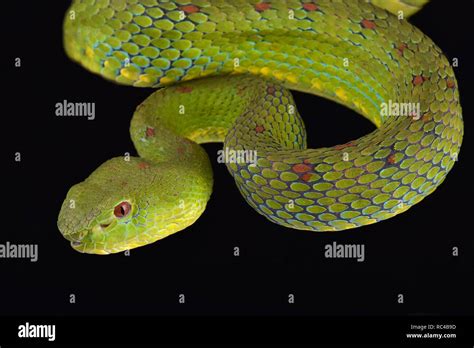 Philippine pit viper (Trimeresurus flavomaculatus Stock Photo - Alamy