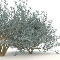 Silverberry Tree D Models Stlfinder