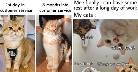 16 Cat Memes For People Who Are This Close To Quitting Their Jobs And ...