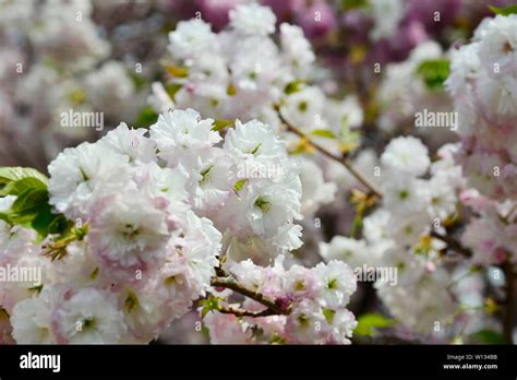 Japanese cherry blossoms Kyushu cherry blossoms Stock Photo - Alamy