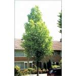 Carpinus Betulus Frans Fontaine Grab Pospolity Frans Fontaine C