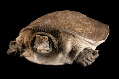 Burmese Peacock Softshell Nilssonia Formosa Joel Sartore