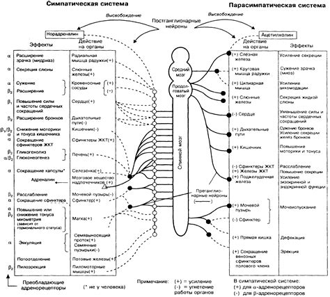 Симпатическая нервная система влияние на бронхи фото презентация