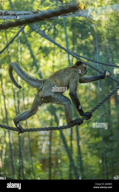 Monkey walking with an egg along a rope Stock Photo - Alamy