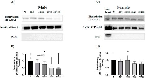 Figure 4 From Sex Dependent Differences In The Ischemiareperfusion