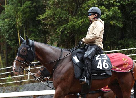 土曜メインレースの注目激走馬阪神11rアーリントンカップ・g3 ライブドアニュース