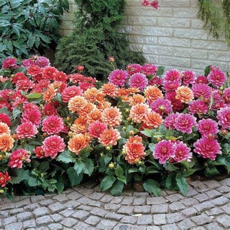 Always so wonderful - Dahlia garden design | Dahlias garden, Planting ...