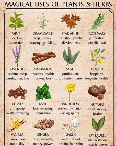 A L I C E 🌙 on Instagram: “🌿Magical uses of plants & herbs🌿 #magicalherbs #herbsforspells # ...