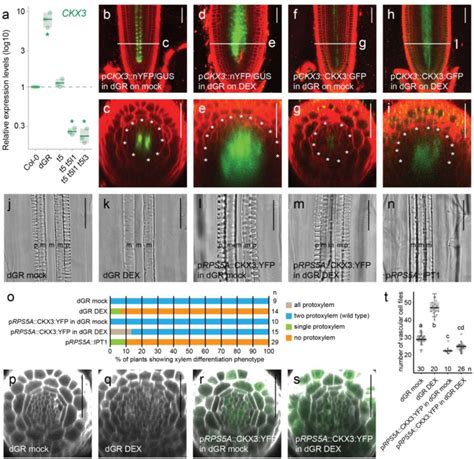 Figure From Non Cell Autonomous And Spatiotemporal Signaling From A