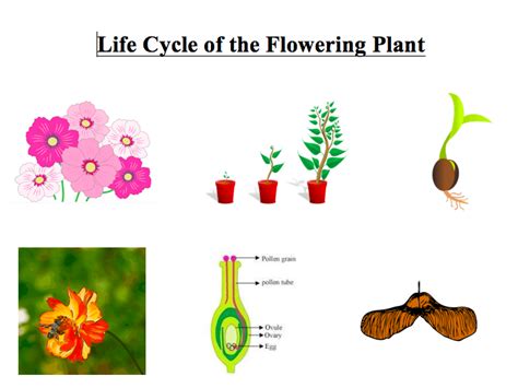 Flowering Plant Resources Teaching Resources