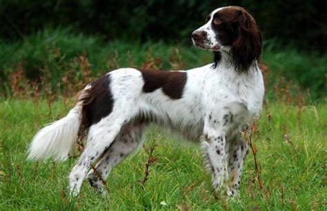 French Spaniel Info, Temperament, Puppies, Pictures