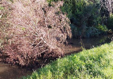 Canal Flooding Mitigation Bella Vista Residents Association