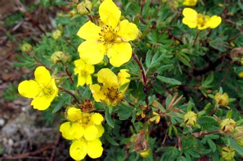 Dasiphora Fruticosa Syn Potentilla Fruticosa L Pentaphylloides