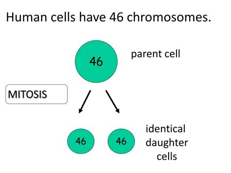 Human Cell Chromosomes