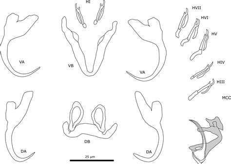 All Quiet On The Western Front The Evolutionary History Of Monogeneans