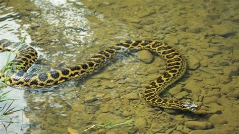 Anaconda | reptile | Britannica