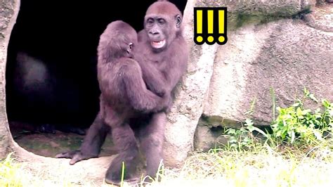 Ringo Loves To Hug Jabali🤣😆💦djeecoゴリラ迪亞哥zoo金剛猩猩20230729 17