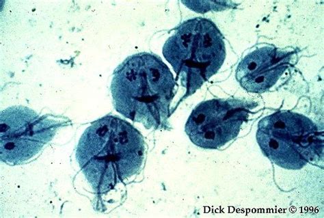 Giardia Lamblia ~ Laboratorium Analysis