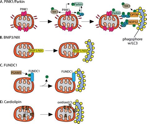 Mitophagic Pathways A In Dysfunctional Mitochondria Pink Accumulates