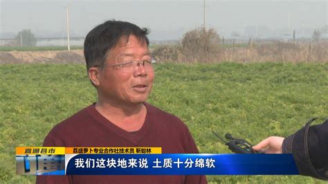 《直通县市》大荔： 7万亩沙苑红萝卜丰收上市