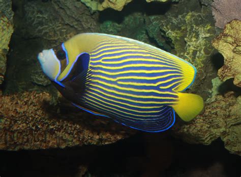 Queen Angelfish Adaptations