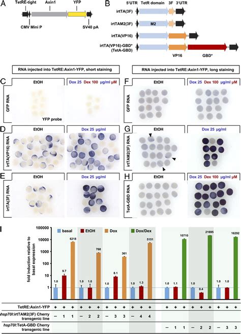 Dually Inducible Teton Systems For Tissue Specific Conditional Gene