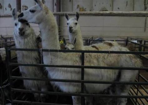 Roadside Zoos and Exotic-Animal Breeders Make a Killing at Auctions ...