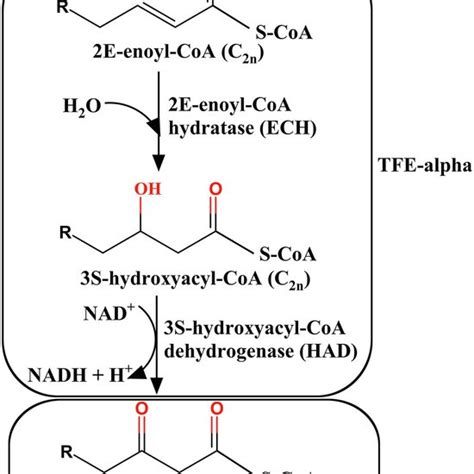 The Four Enzymatic Steps Of The Fatty Acid Oxidation Cycle The