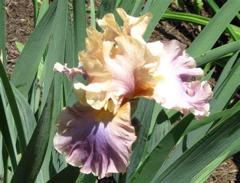 An Heirloom, A Collectors Favorite & A Must Have for Beginners - The Bearded Iris