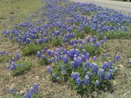 Texas Bluebonnets | ThriftyFun