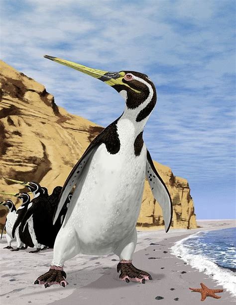 Giant Extinct Penguin By Jaime Chirinos Science Photo Library