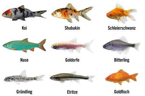 teichfische beliebte fische fuer den gartenteich hornbach