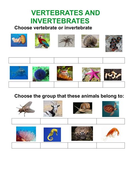 Invertebrates And Vertebrates Worksheet Artofit