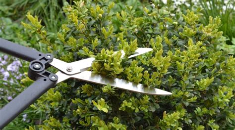 How to Prune Boxwood Shrubs